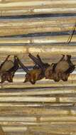 Image of Indian Leaf-nosed Bat