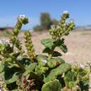 Phacelia pachyphylla A. Gray resmi