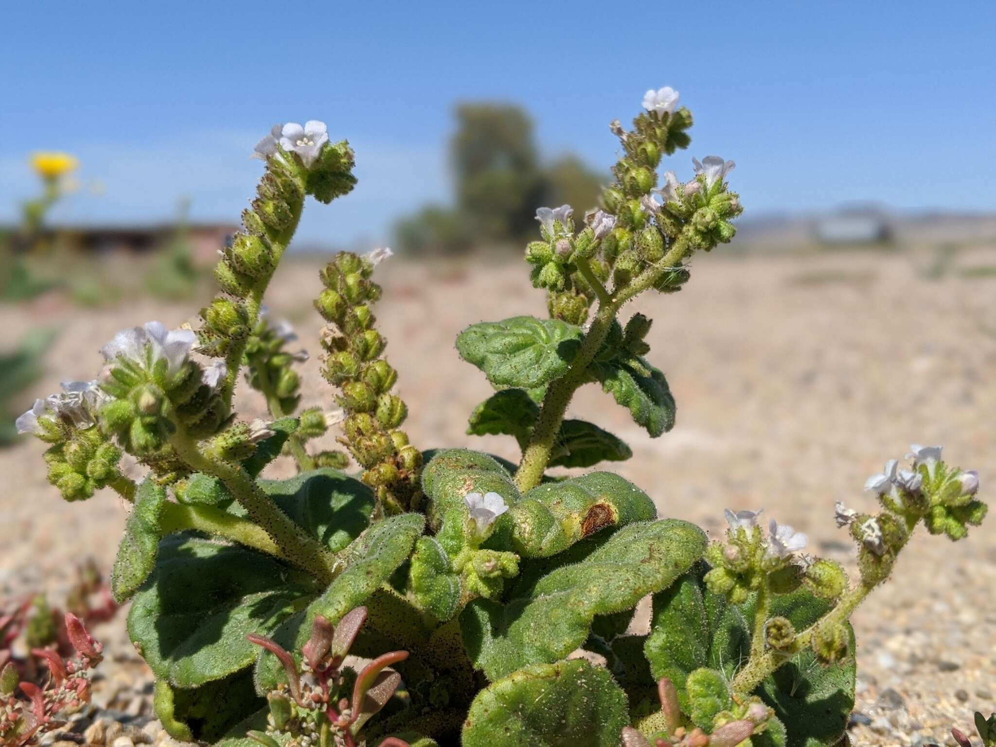 Image of blacktack phacelia