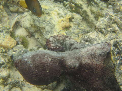 Image of Galapagos Reef Octopus