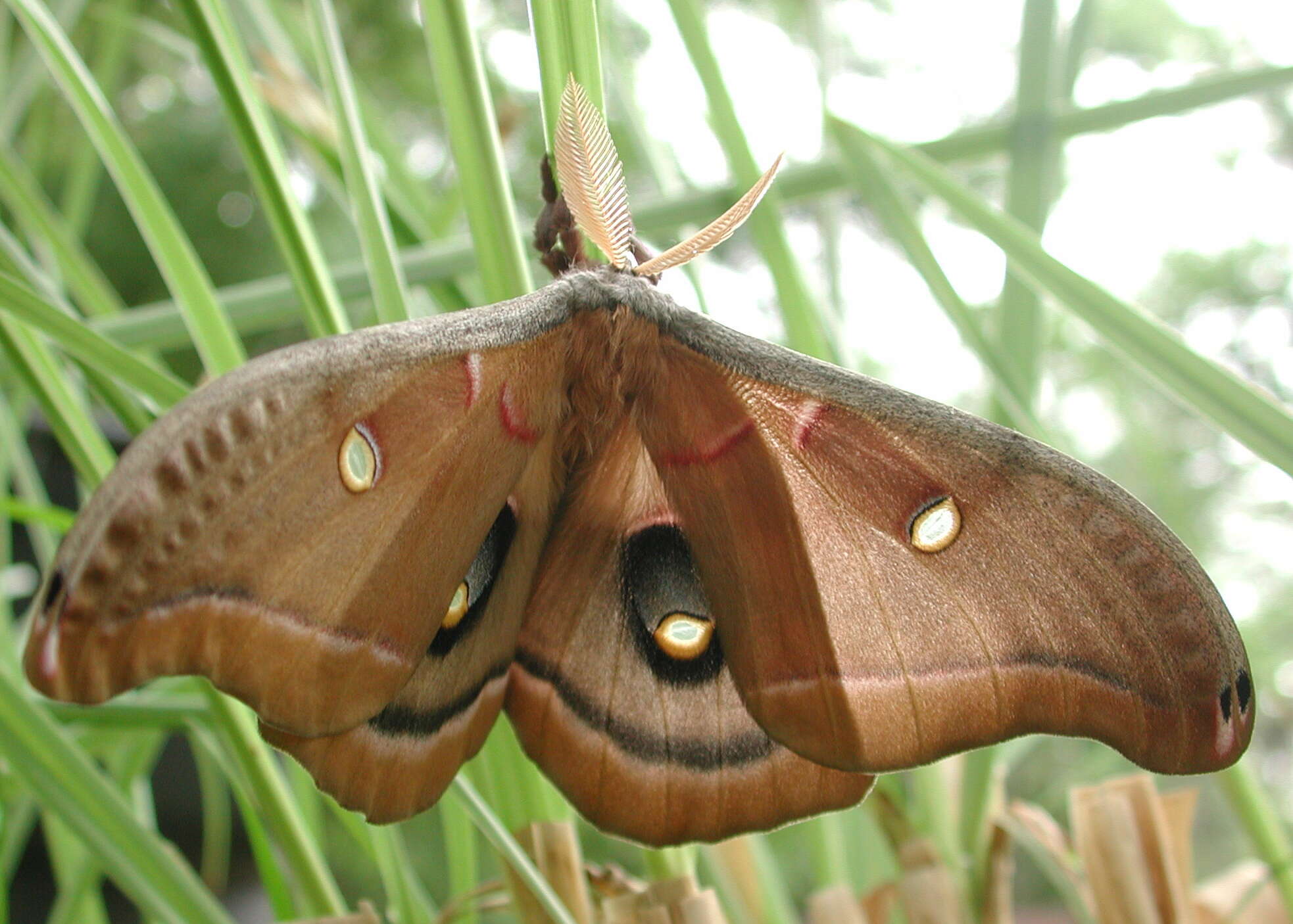 Image of Antheraea subgen. Telea Hübner (1819)