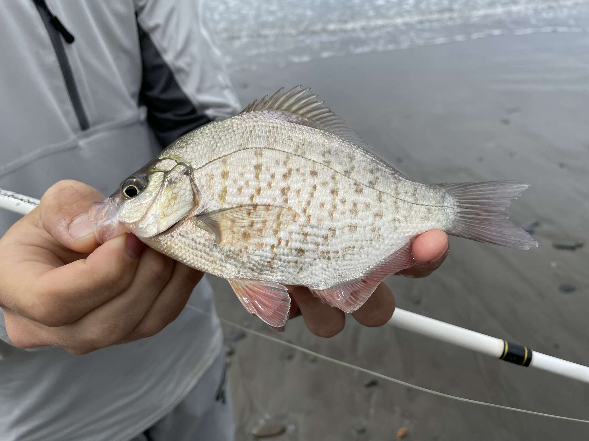 Image of Calico Surfperch