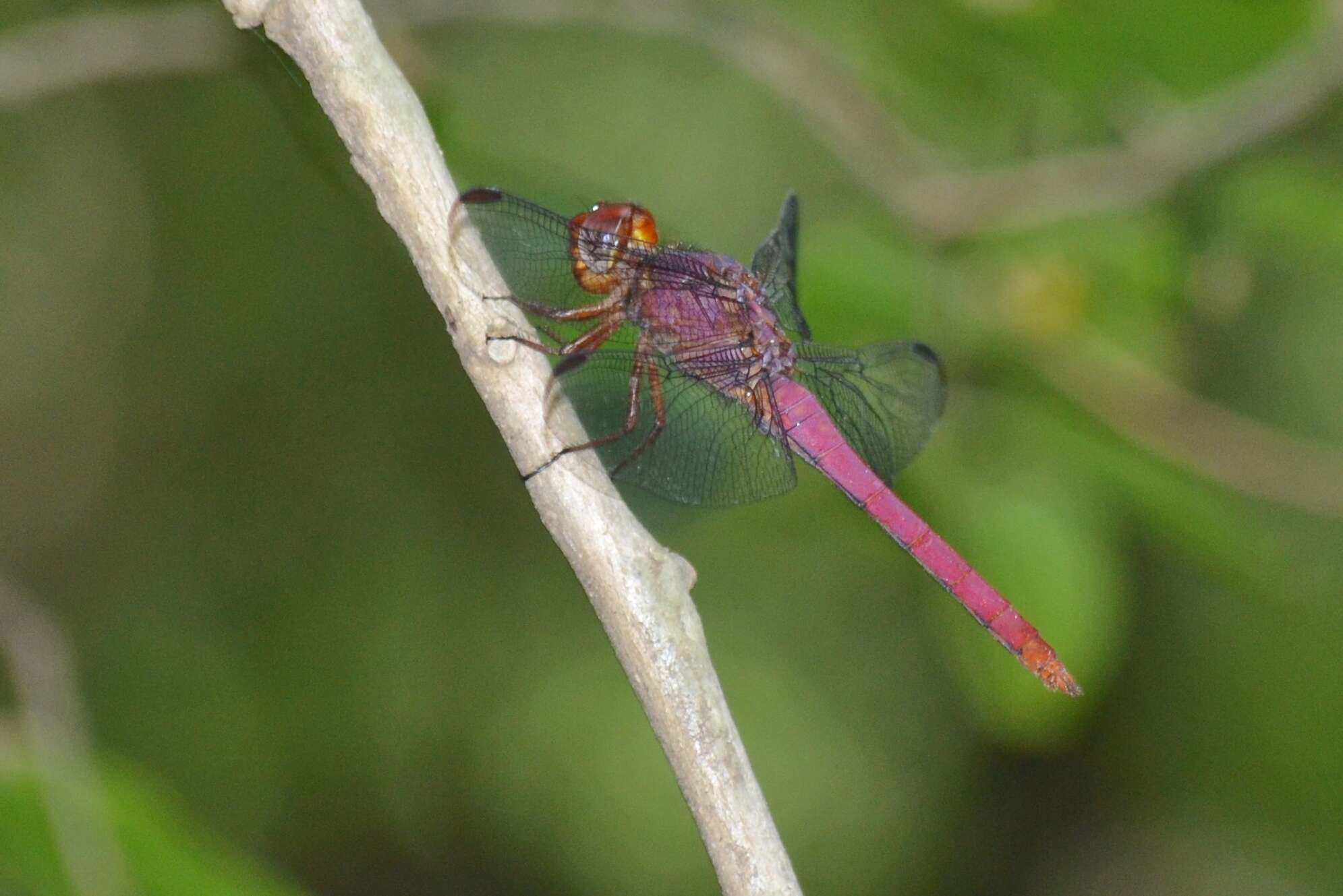 Image of Carmine Skimmer