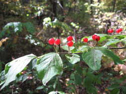 Image of honeysuckle