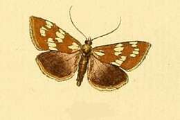 Image of Epascestria pustulalis Hübner