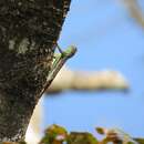 Image of Indian flying lizard