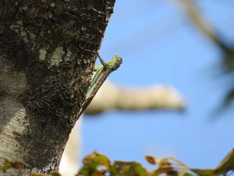 Image of Indian flying lizard