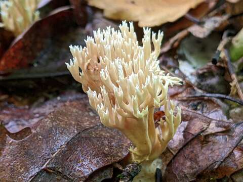 Image de Lentaria micheneri (Berk. & M. A. Curtis) Corner 1950