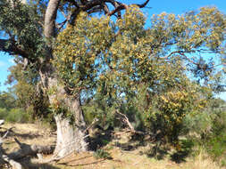 صورة Eucalyptus microcarpa (Maiden) Maiden