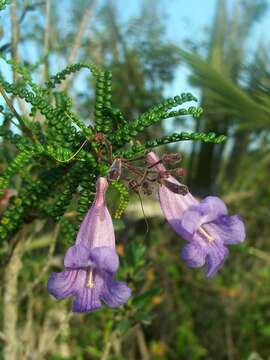 Image of Jacaranda cowellii Britton & Wilson