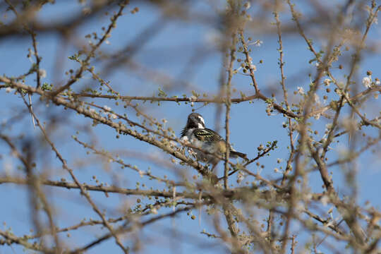 Image of Black-throated Barbet