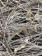 Image of Joseph's spider orchid