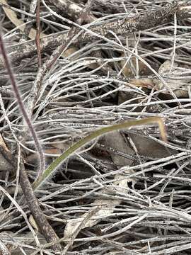 Caladenia polychroma Hopper & A. P. Br. resmi