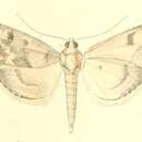 Image of Evergestis infirmalis Staudinger 1870