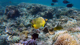 Image of Latticed Butterflyfish