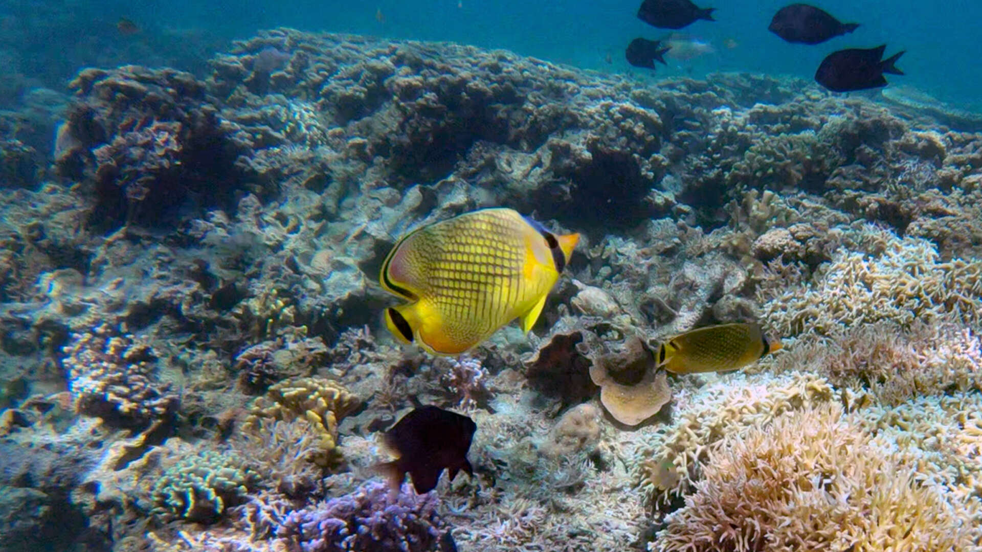 Image of Latticed Butterflyfish