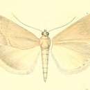 Image de Evergestis subfuscalis Staudinger 1870