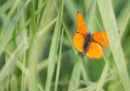 Image of Lycaena dispar rutilus (Werneburg 1864)