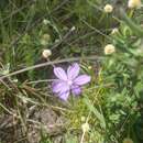 Image of Calydorea campestris (Klatt) Baker