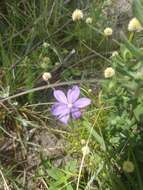 Calydorea campestris (Klatt) Baker resmi