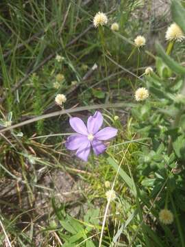 Image of Calydorea campestris (Klatt) Baker