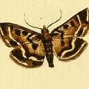 Image of Loxostege scutalis Hübner 1813