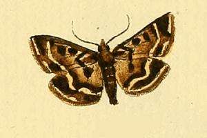 Image of Loxostege scutalis Hübner 1813