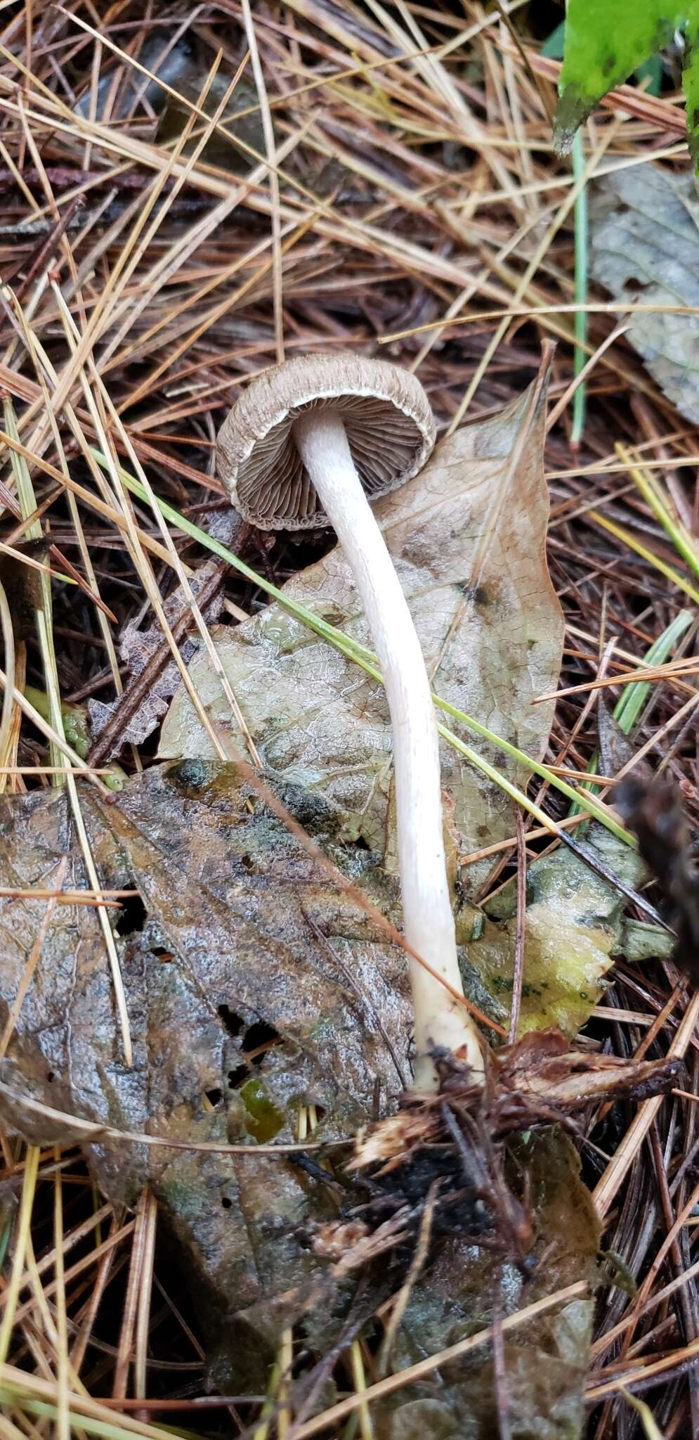 صورة Inocybe griseoscabrosa (Peck) Earle 1903