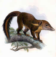 Image of treeshrews