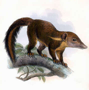 Слика од Tupaiidae Gray 1825