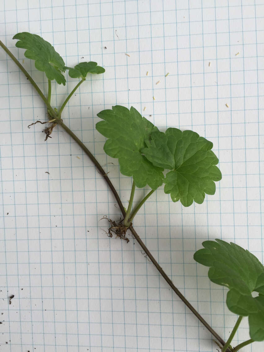 Image of Glechoma hederacea L.