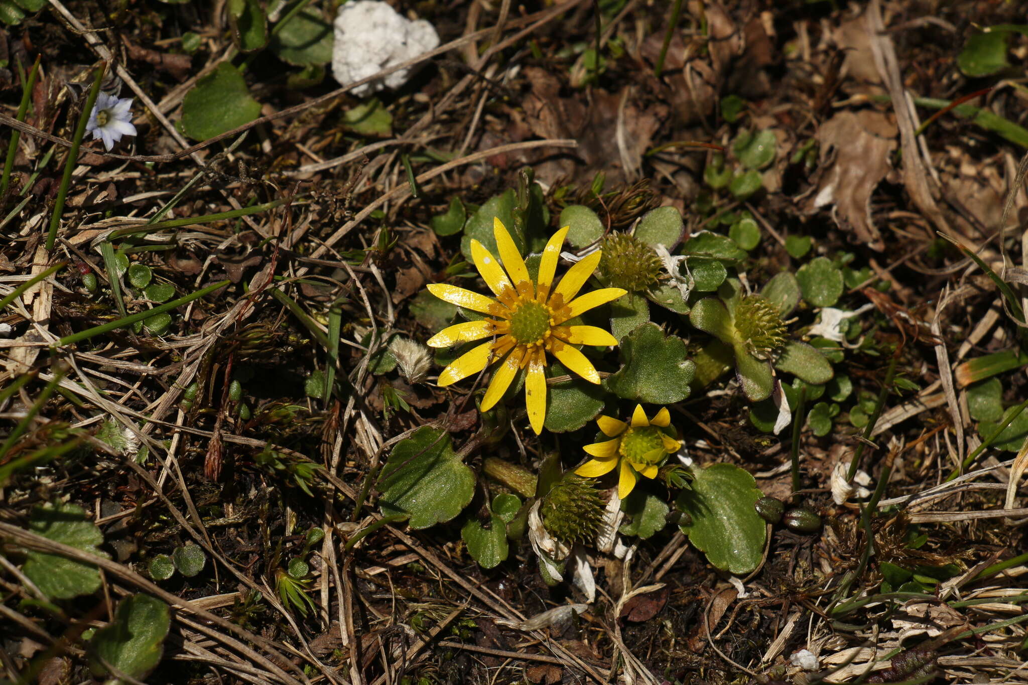 Oxygraphis polypetala Royle ex D. Don的圖片