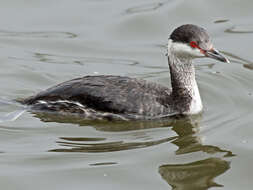 Image of Horned Grebe