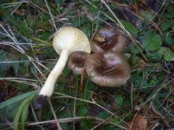 Plancia ëd Hygrophorus hypothejus (Fr.) Fr. 1838