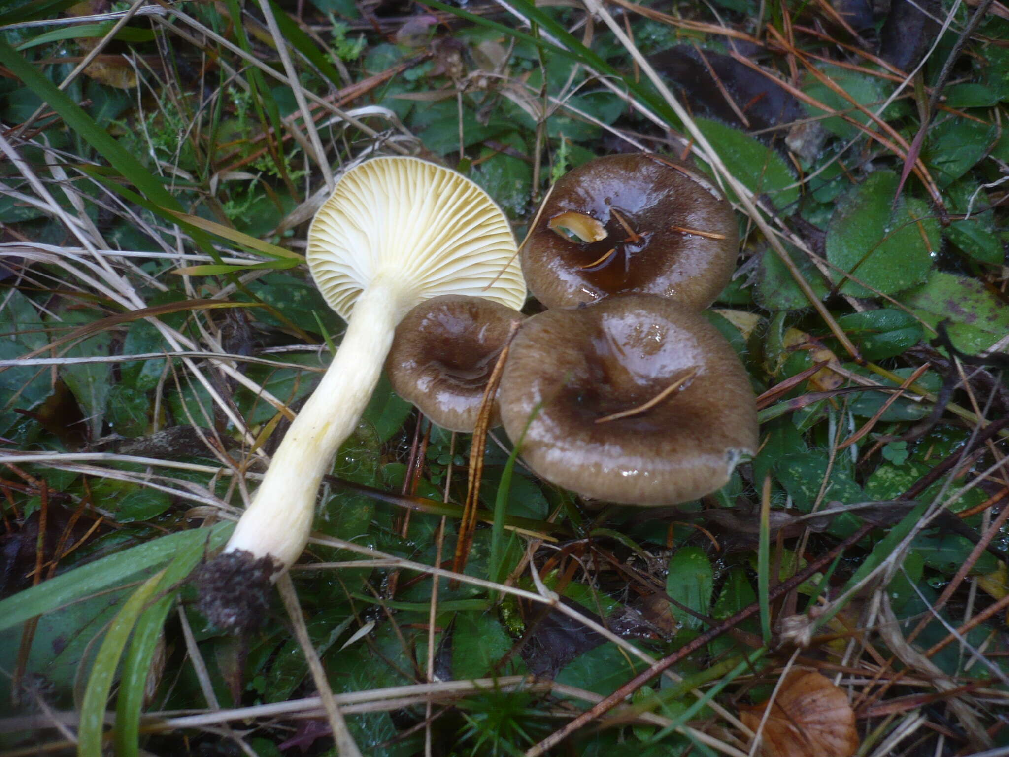 Plancia ëd Hygrophorus hypothejus (Fr.) Fr. 1838