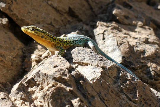 Image of Bibron's Tree Iguana