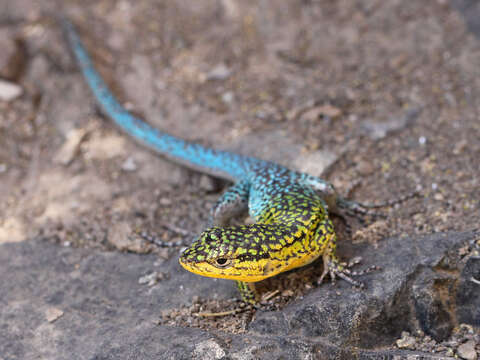 Image of Thin Tree Iguana