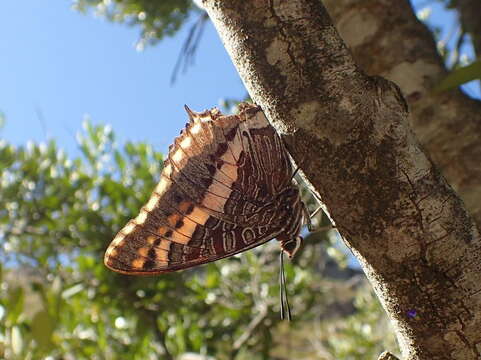 Imagem de Charaxes pelias