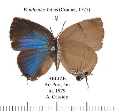 Image of Panthiades bitias (Cramer (1779))