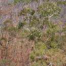 Image of Eucalyptus oreades F. Müll. ex R. T. Baker