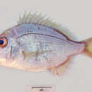 Image of Saffronfin sea bream