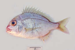 Image of Saffronfin sea bream