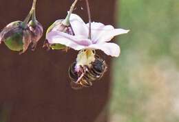 Lasioglossum calophyllae (Rayment 1935)的圖片