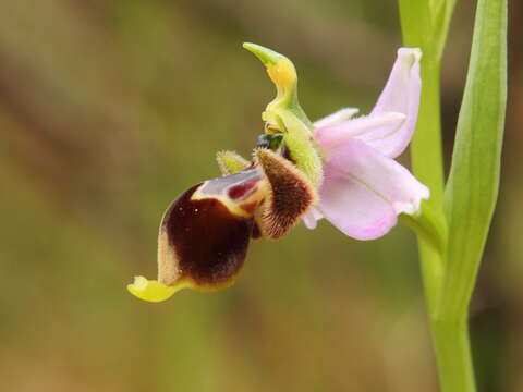 Image of Woodcock bee-orchid