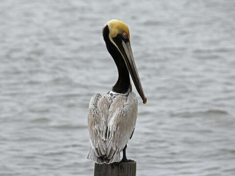 Image of Pelecanus occidentalis carolinensis Gmelin & JF 1789