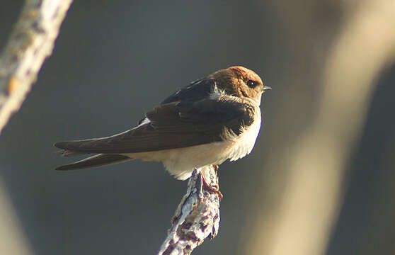 Image de Hirondelle ariel