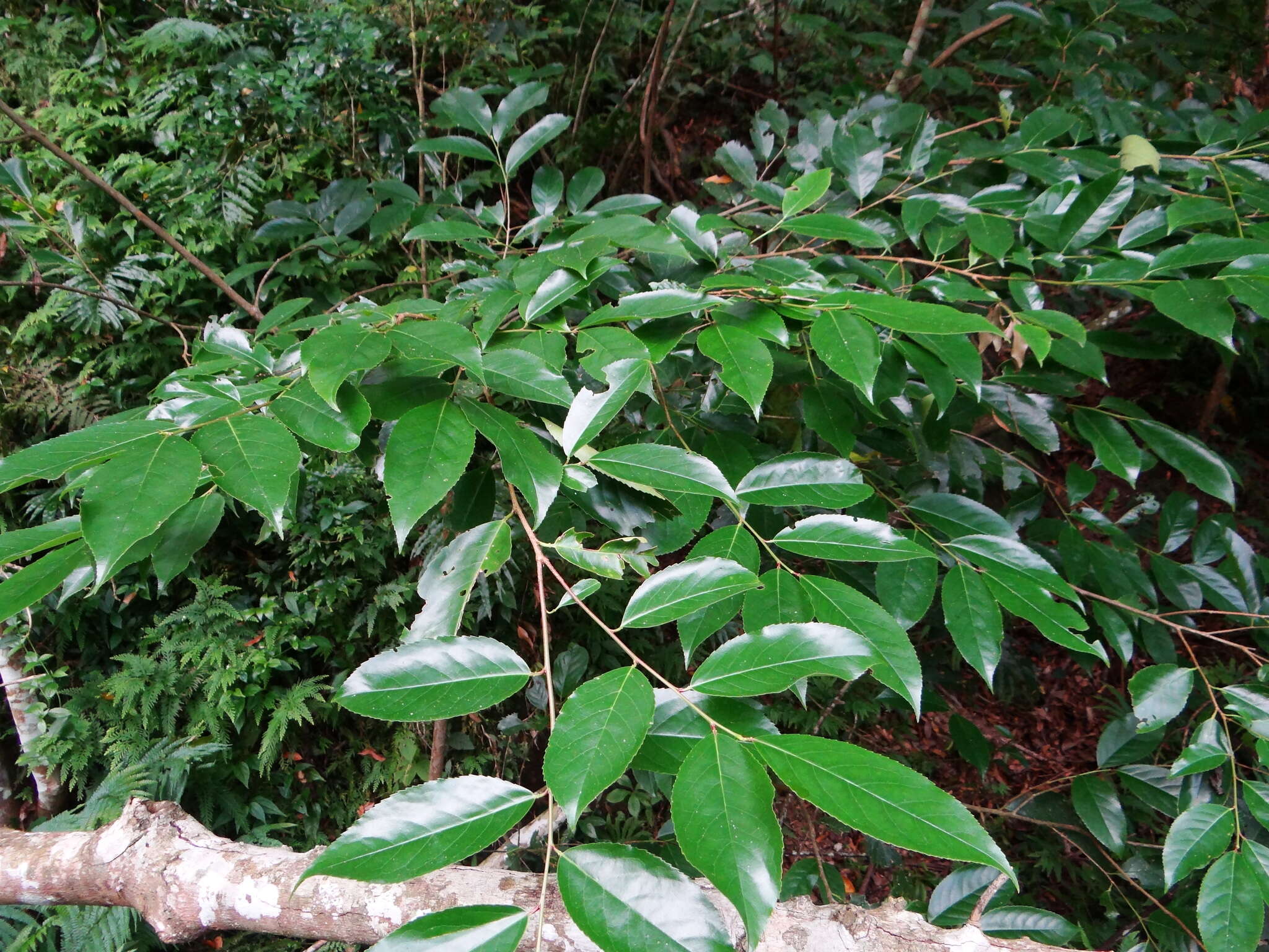 Image de Prunus zippeliana Miq.