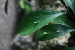 Imagem de Ruscus hypoglossum L.