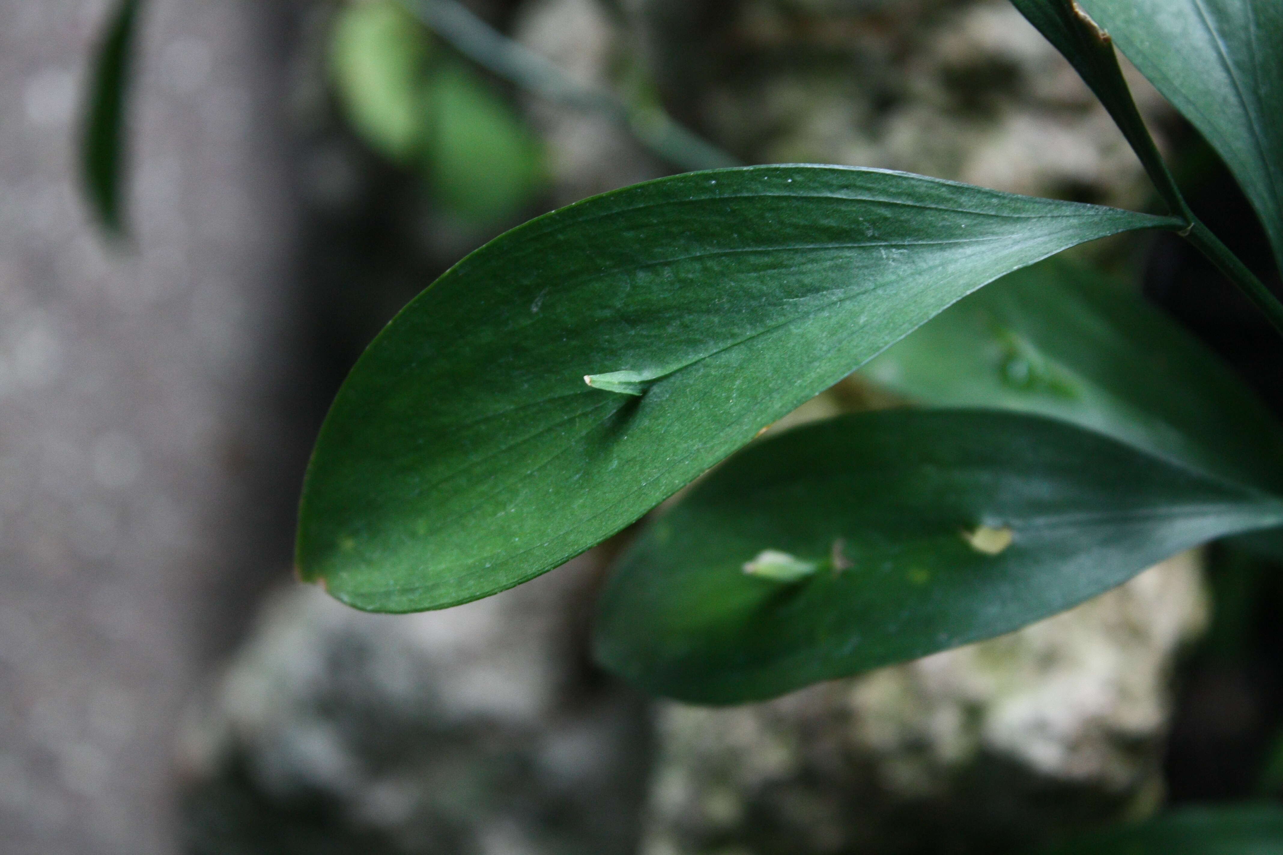 Imagem de Ruscus hypoglossum L.