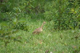 Nothura maculosa (Temminck 1815) resmi